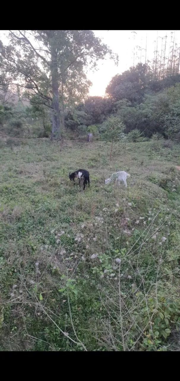 Bode e cabra - Foto 2