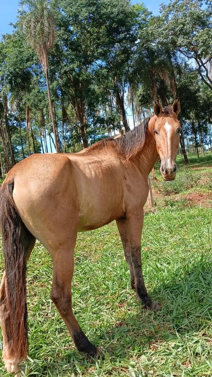 Cavalo 8 anos machador  - Foto 2
