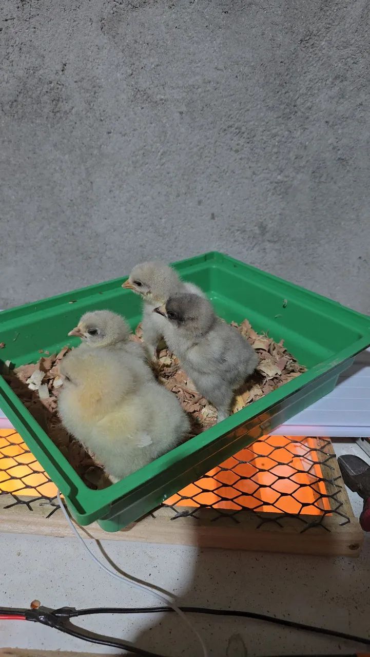 Pintinho brahma  - Foto 5