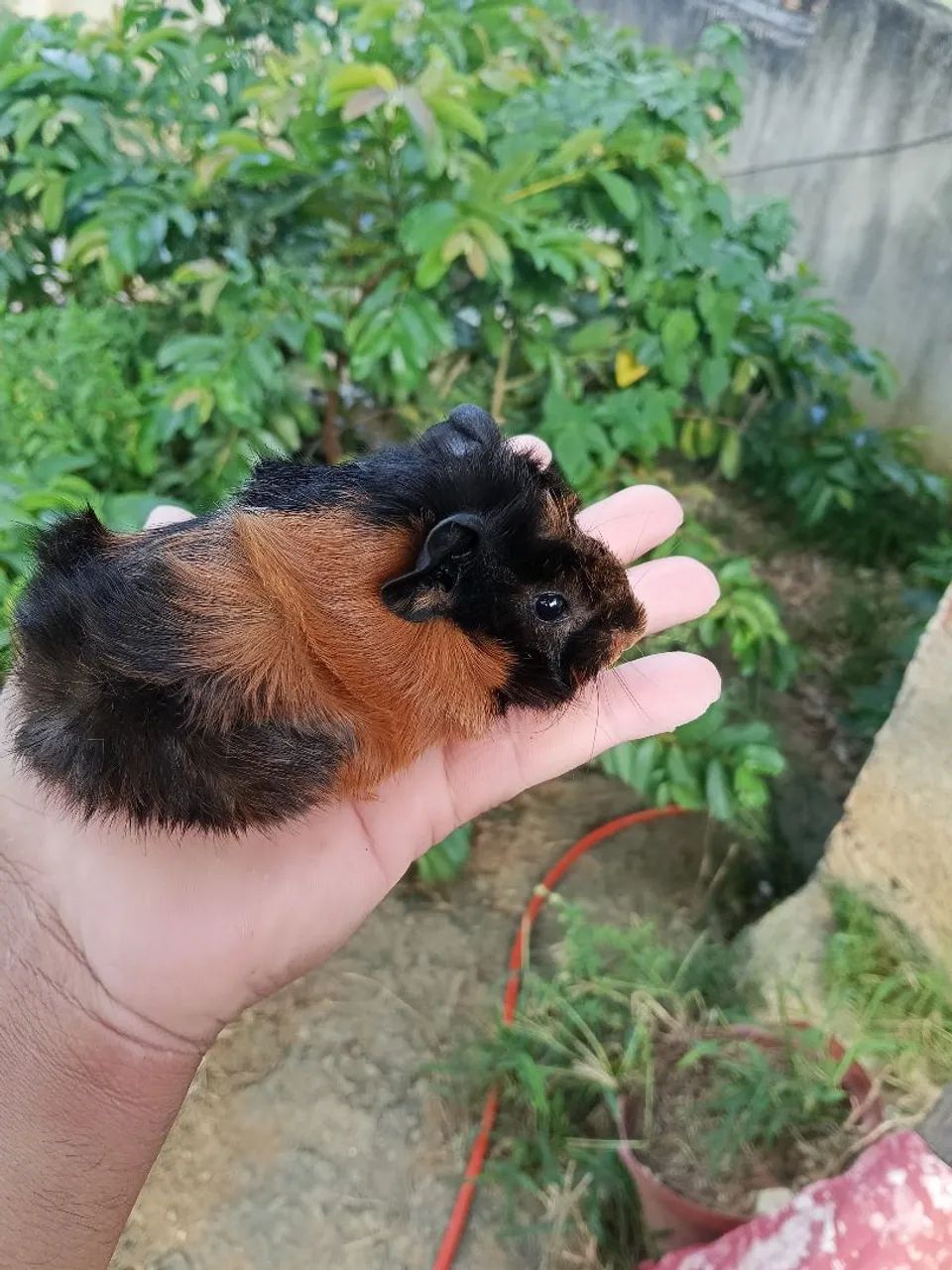 Porquinhos da índia filhotes 