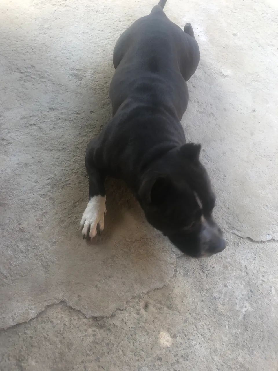 Doação cachorro
