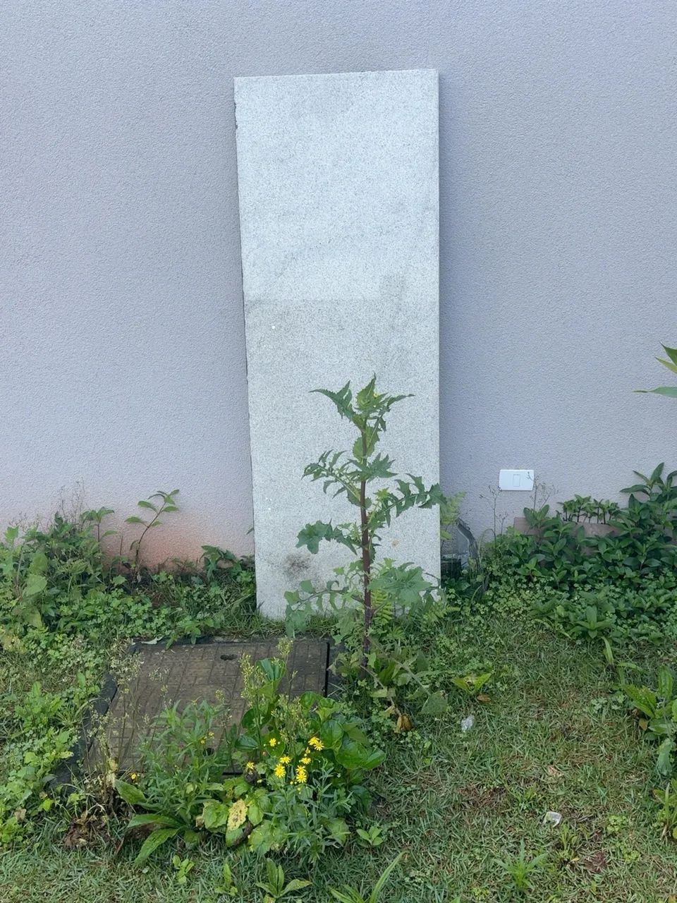 Pedra 