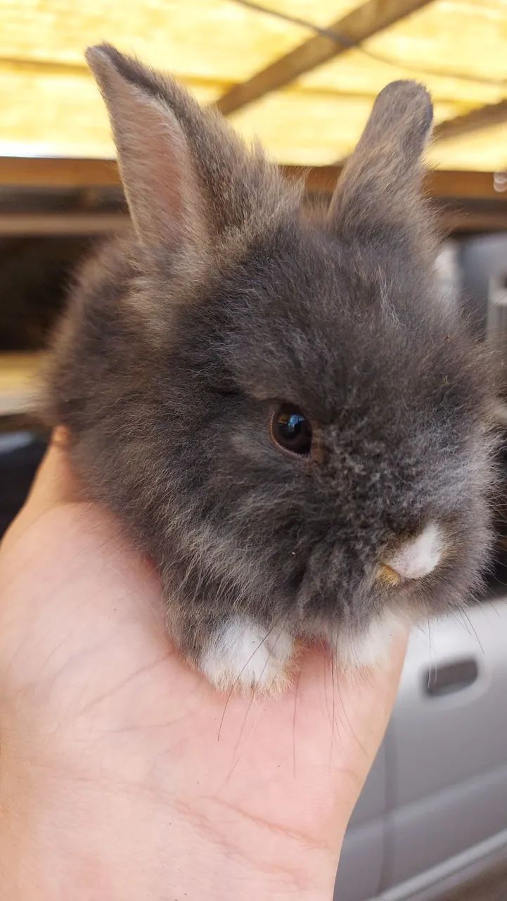 Mini Lionhead prontos para novo lar preço especial - Foto 5