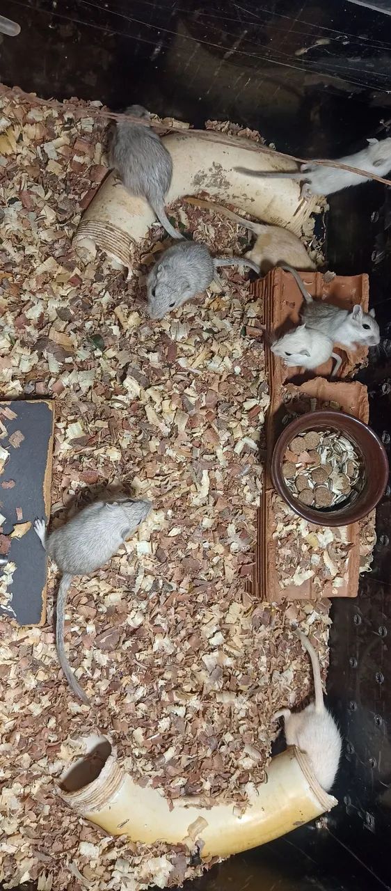 Gerbil  - Foto 2