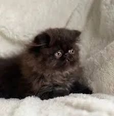 Persa-Super Carinhosos  - Foto 2