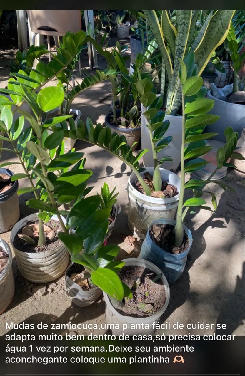 Mudas de plantas - Foto 5