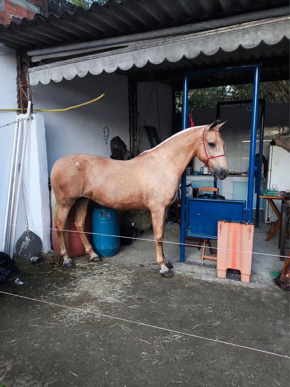 CAVALO ÉGUA MANGALARGA  - Foto 2