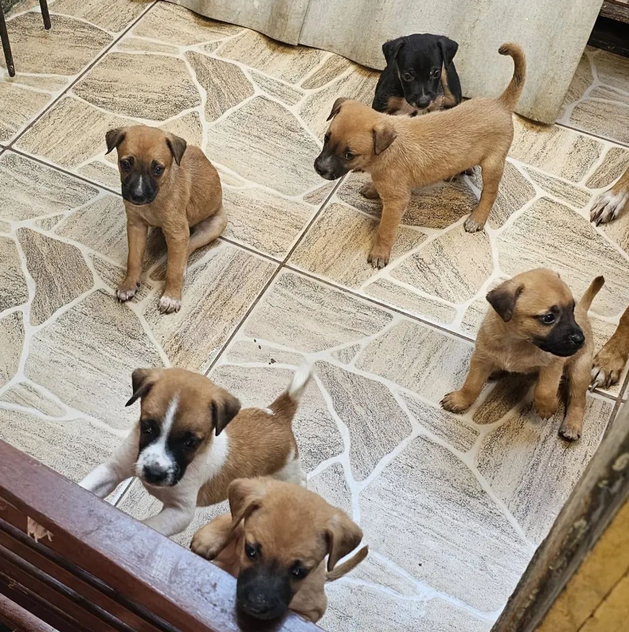 Adoção Responsável - Foto 2