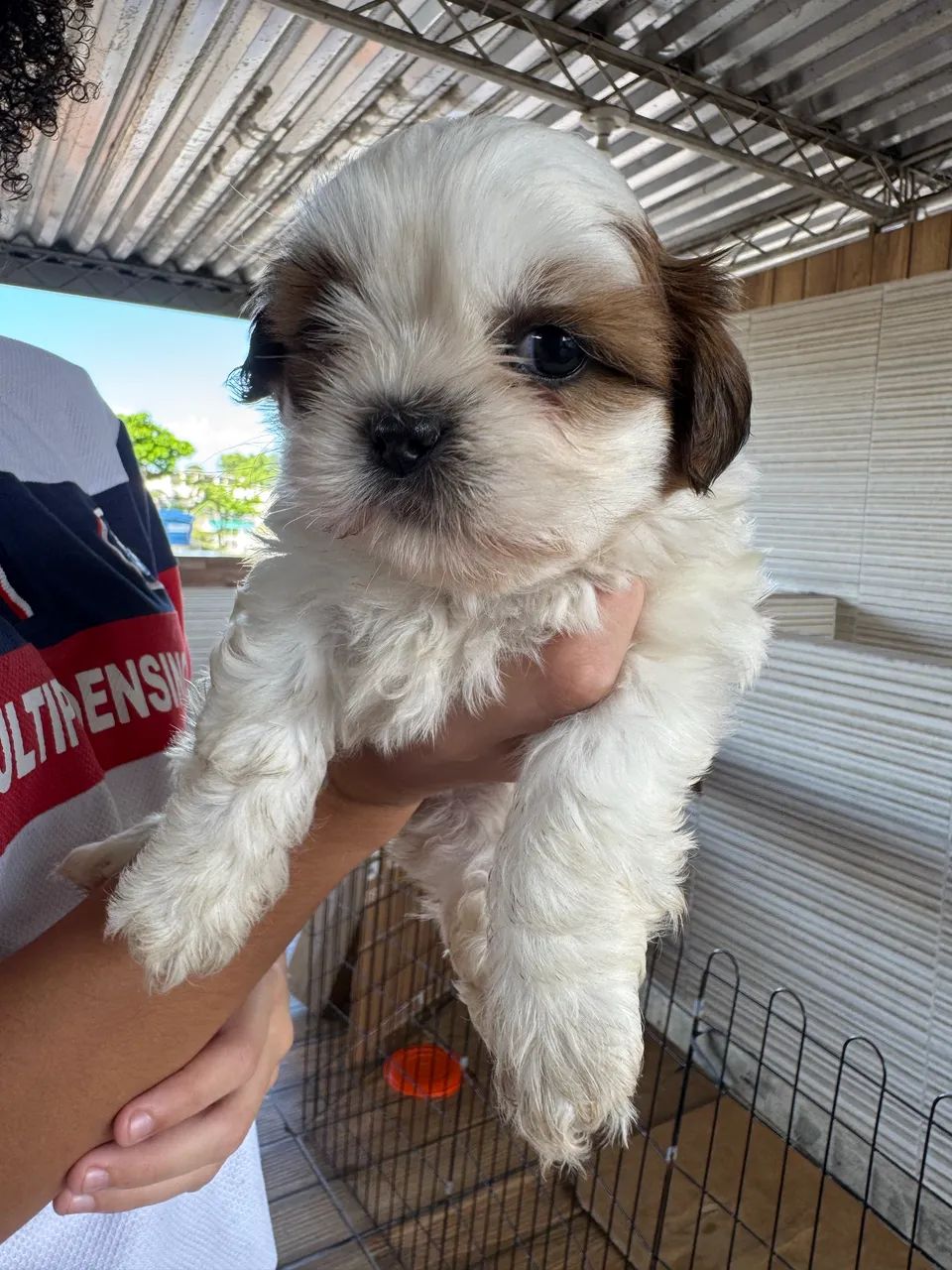 Shih Tzu 1.500 - Foto 2