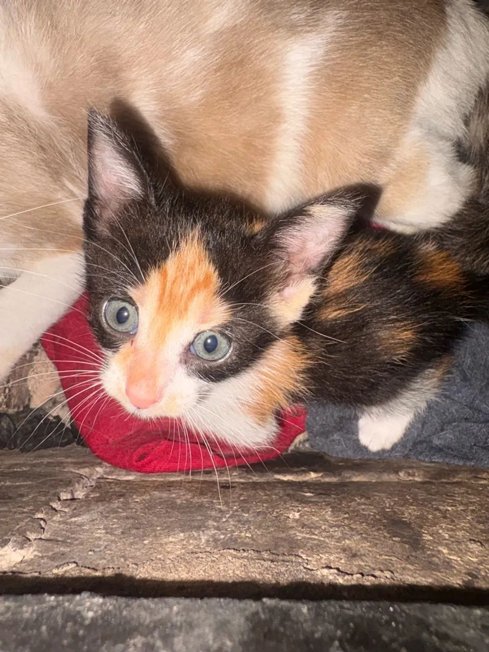 Gatinha - Foto 2
