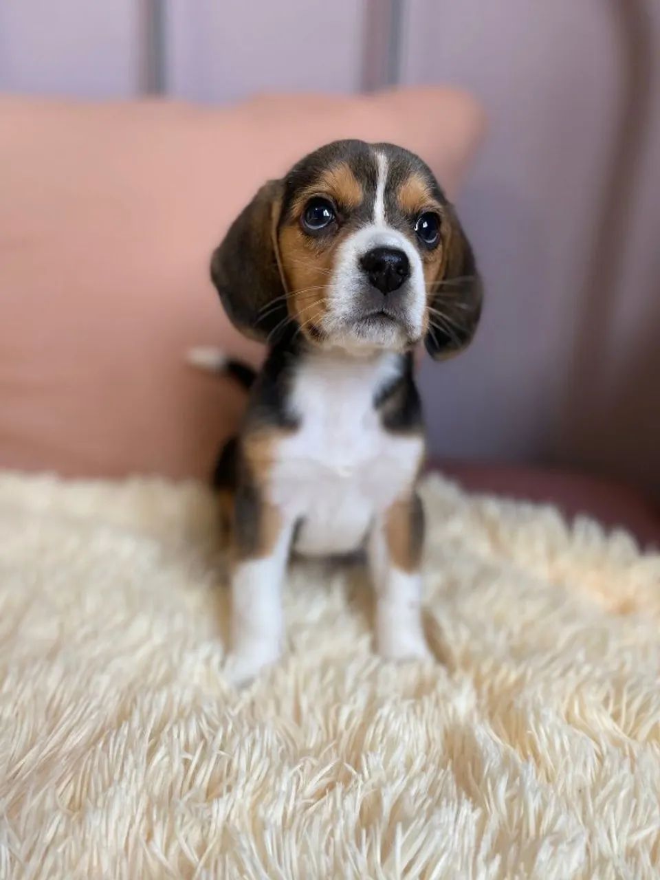 Beagle lindos filhotes 