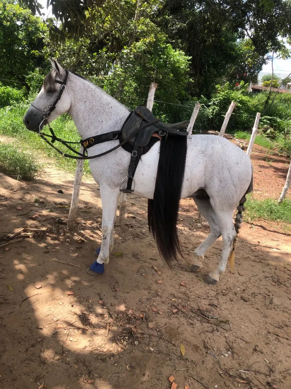 Cavalo baixeiro  - Foto 3