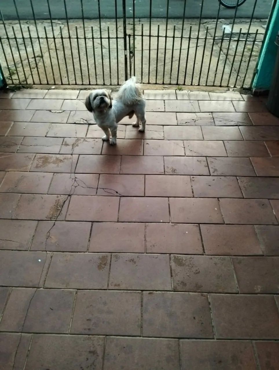 Shitzu Machinho 