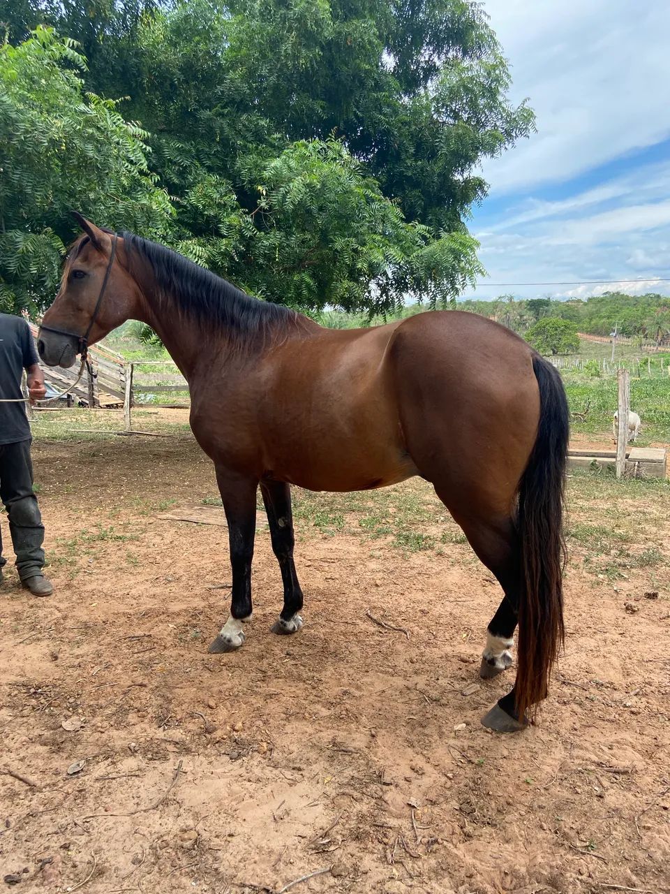 Cavalo à venda - Foto 3