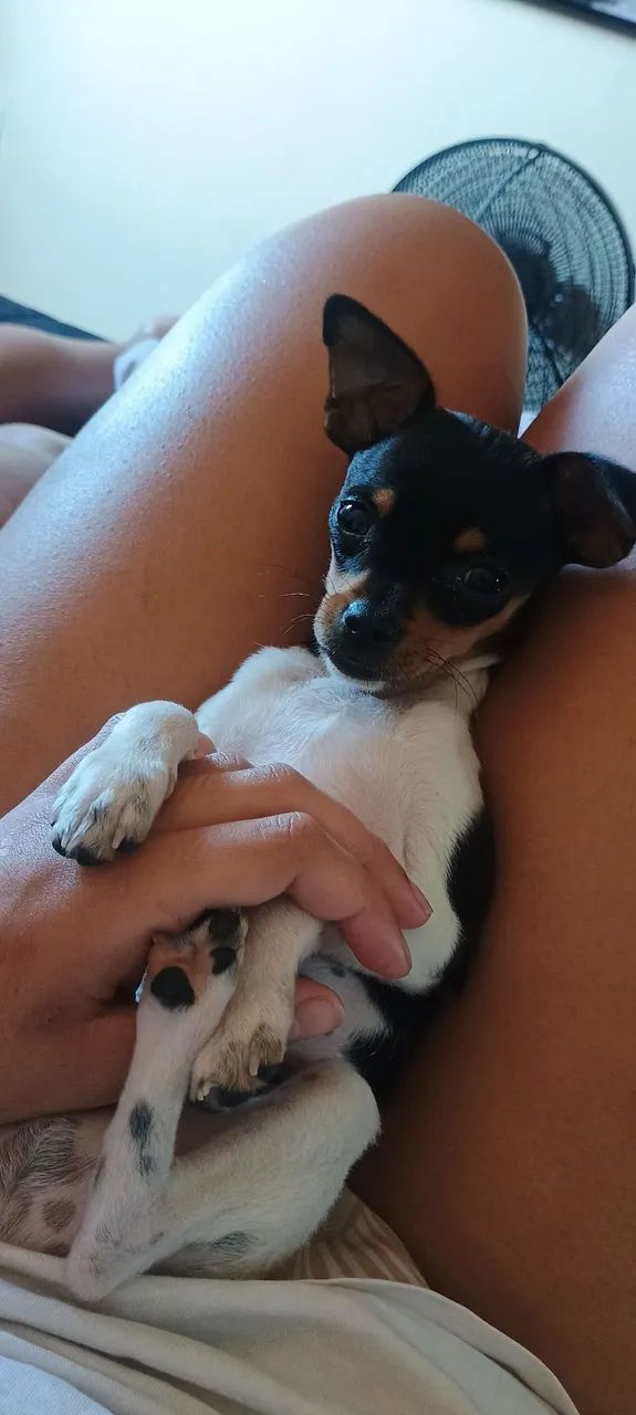 Vende-se Pincher  - Foto 4