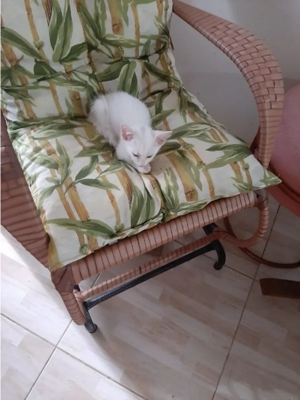 2 Gatinhos Branquinhos Lindos e Saudáveis - Foto 2