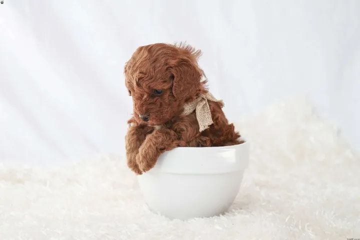 Poodle inteligente - fácil adaptação