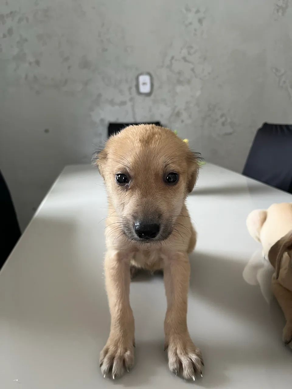 Cachorrinho
