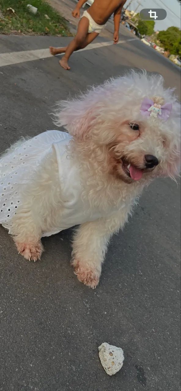 Cachorro  - Foto 3