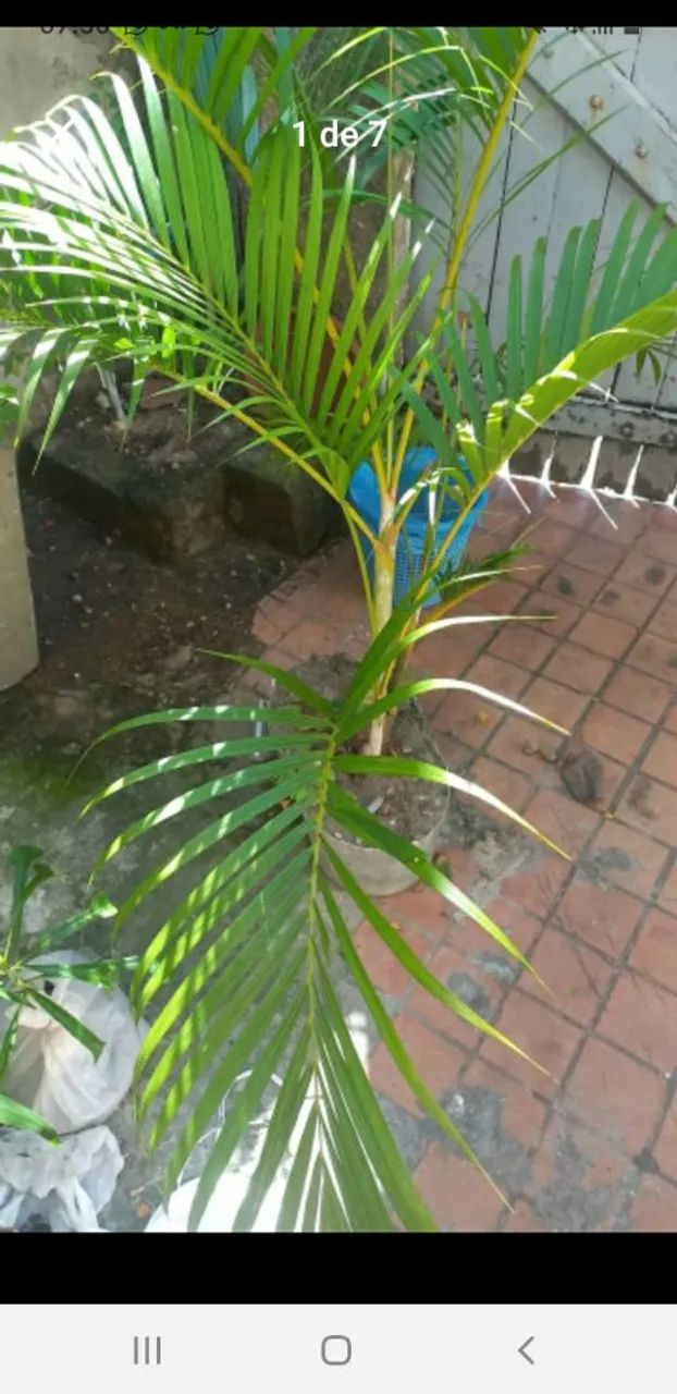 Palmeira areca - Foto 4