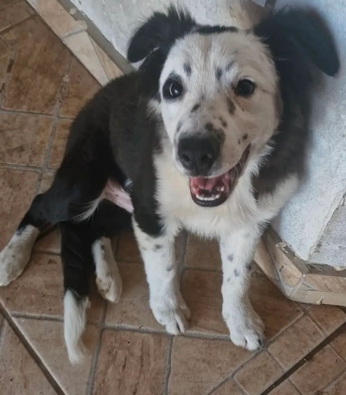 Border collie 5 meses - Foto 4