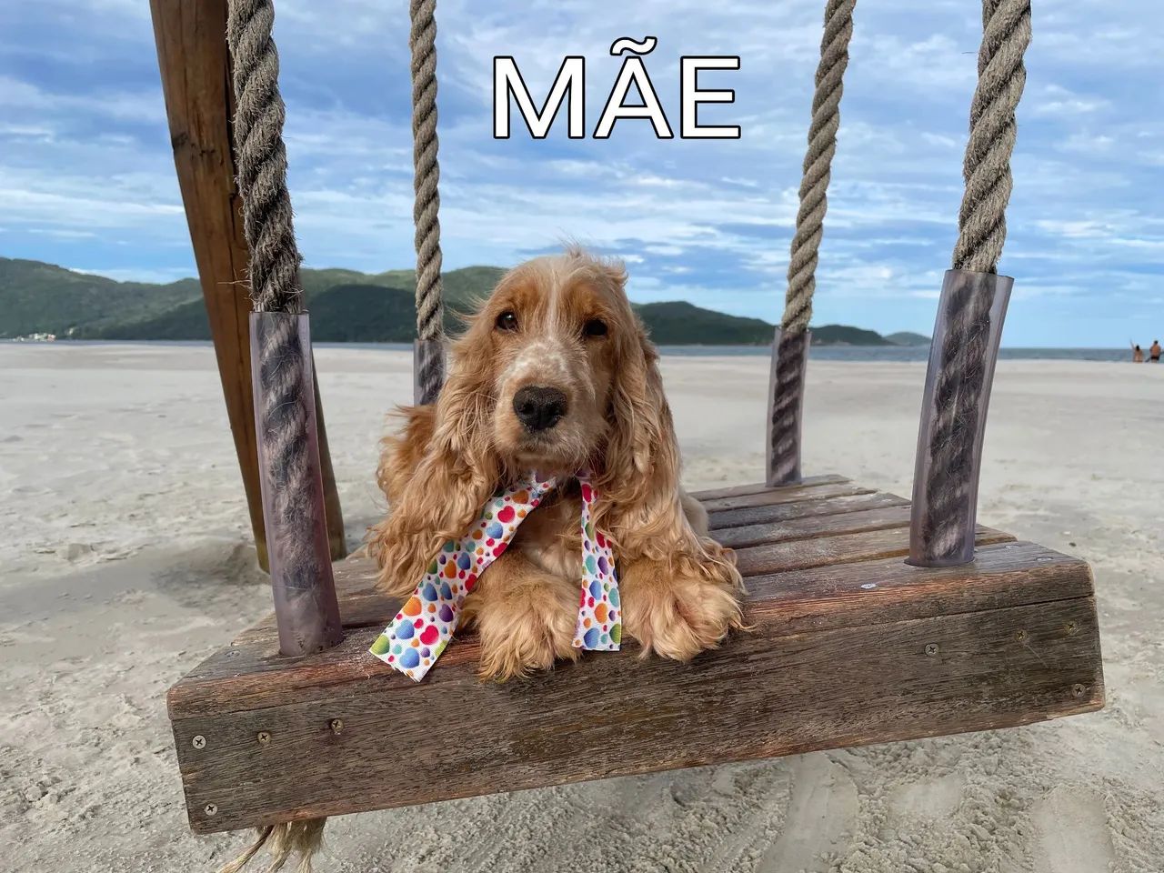 Cocker Spaniel Inglês! Criação Dedicada!  - Foto 4