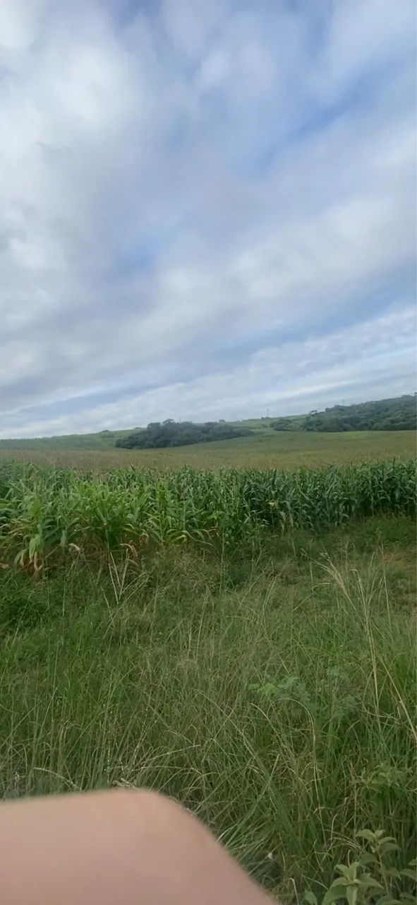 Vendo terreno de 27 tarefas em Japoatã  - Foto 5