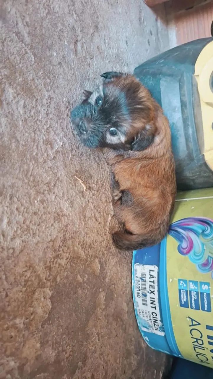 Filhotes de poodle com maltês  - Foto 3