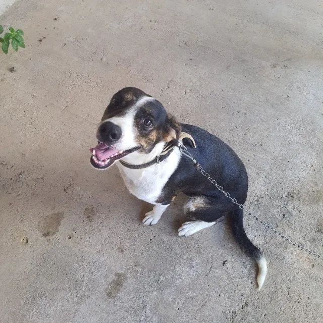 Cachorro  - Foto 3