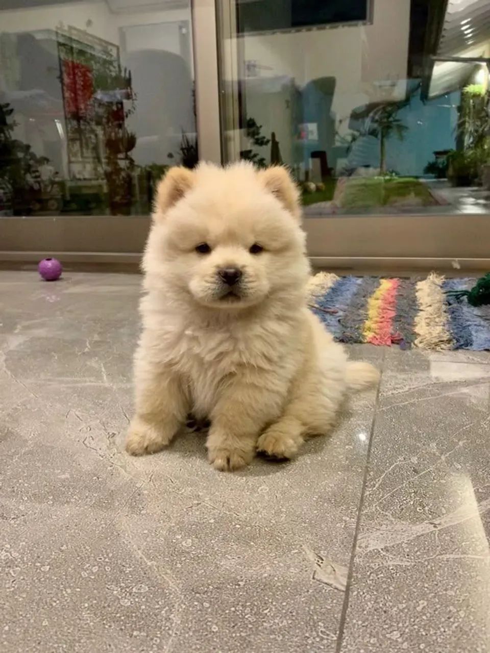Chow chow bebês 