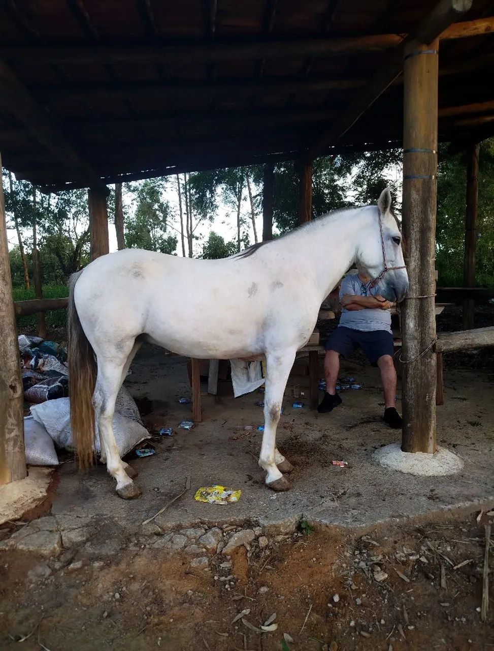 Vendo cavalo castrado com 5 anos e bem dócil  - Foto 2