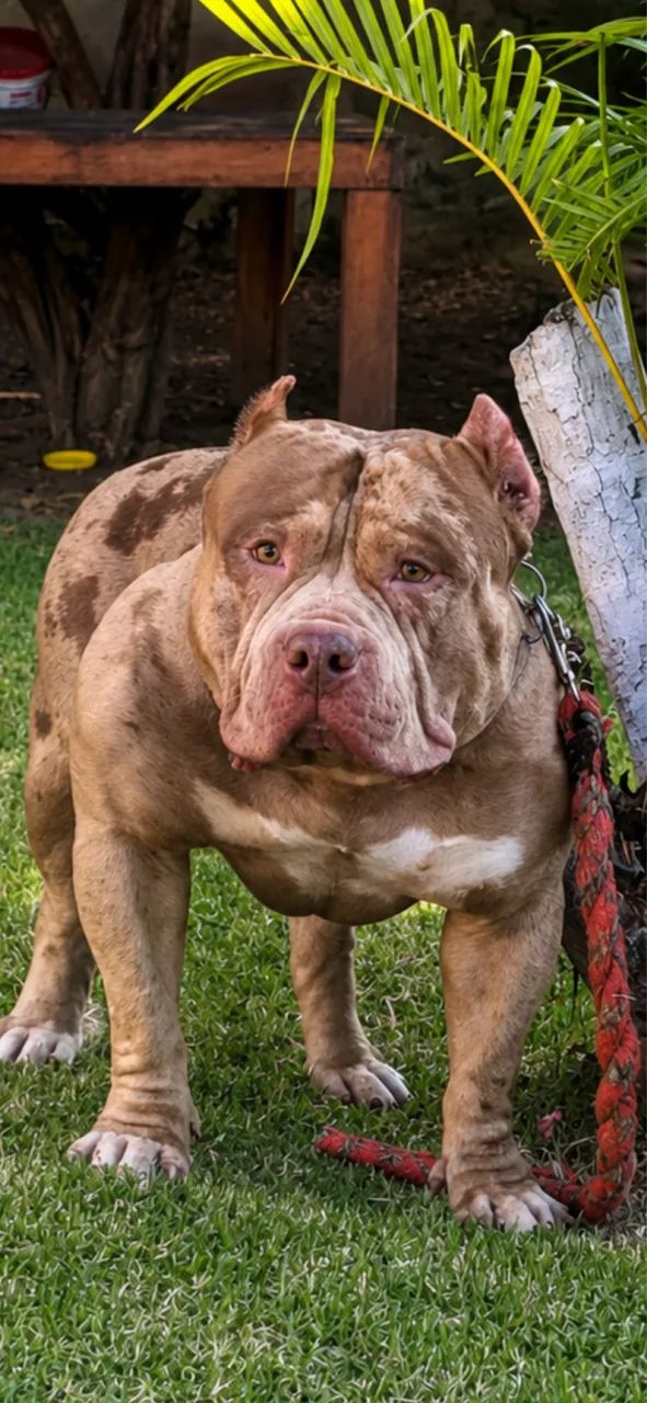 Pit monster 