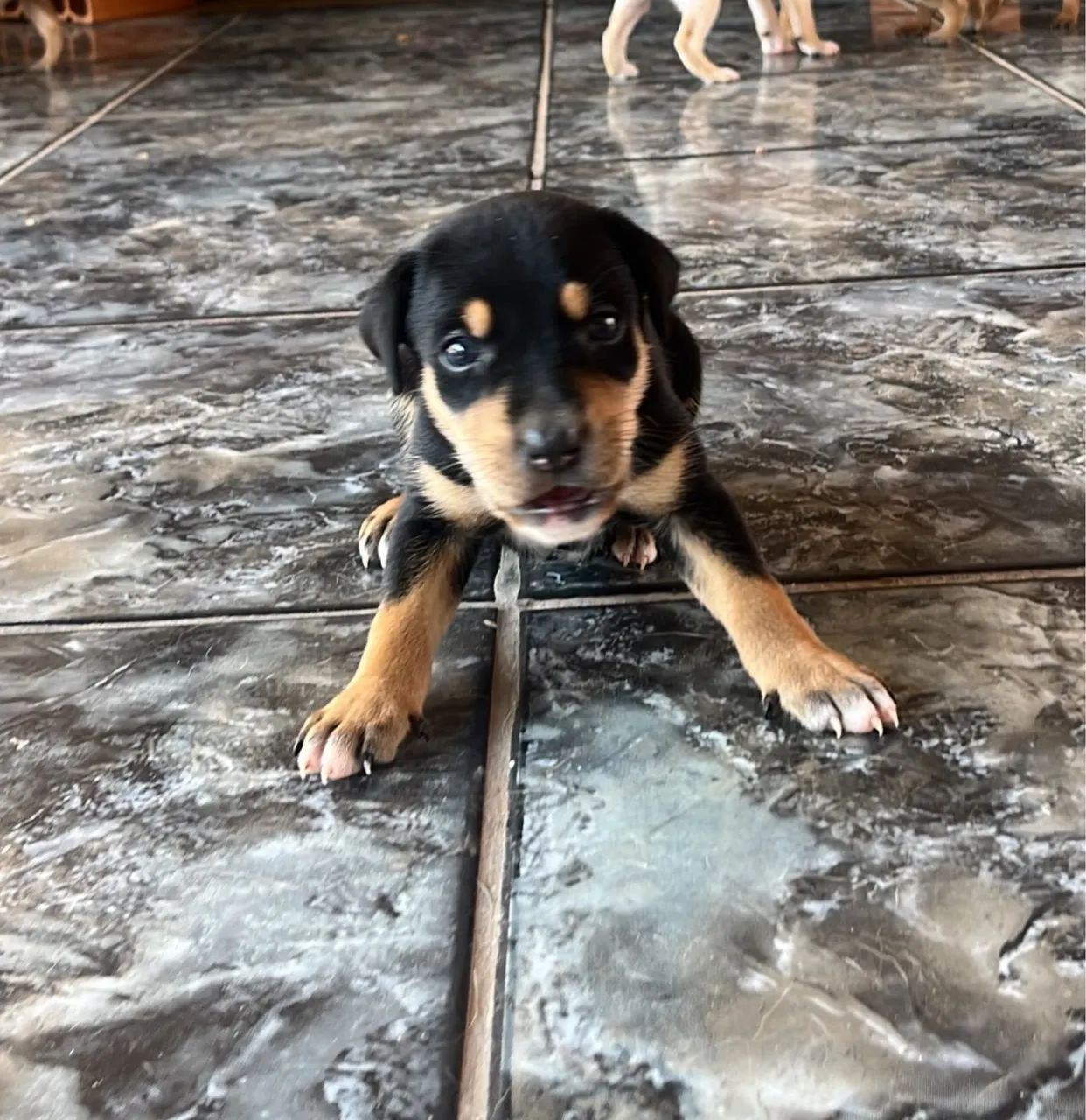 DOAÇÃO CACHORRO  - Foto 2