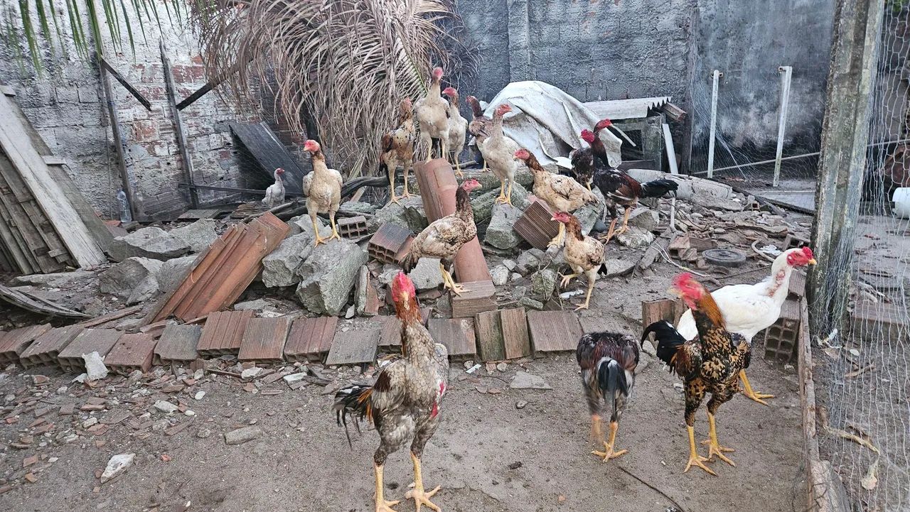Galos, frangos e galinhas de raça - Foto 3