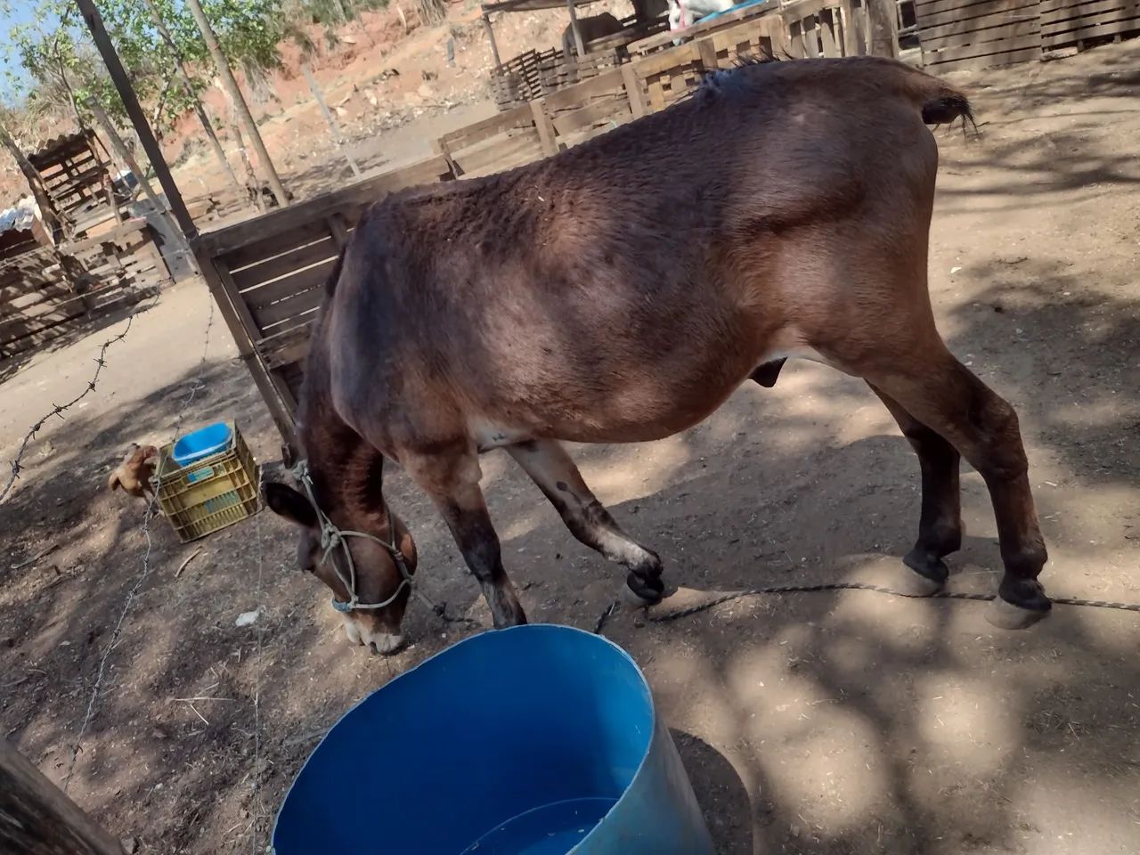 Burro (Milagre) - Foto 4