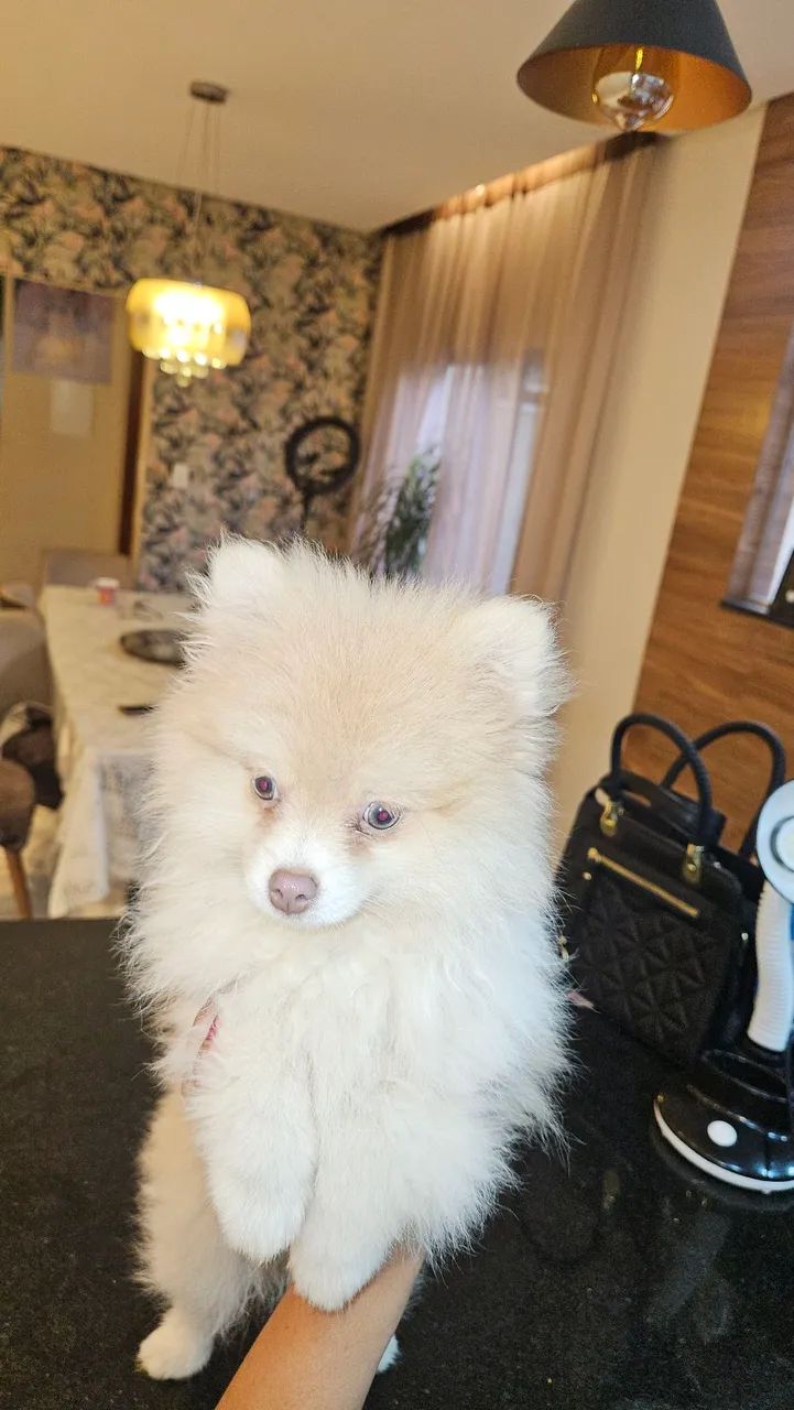 SPITZ ALEMÃO MACHO - Foto 3