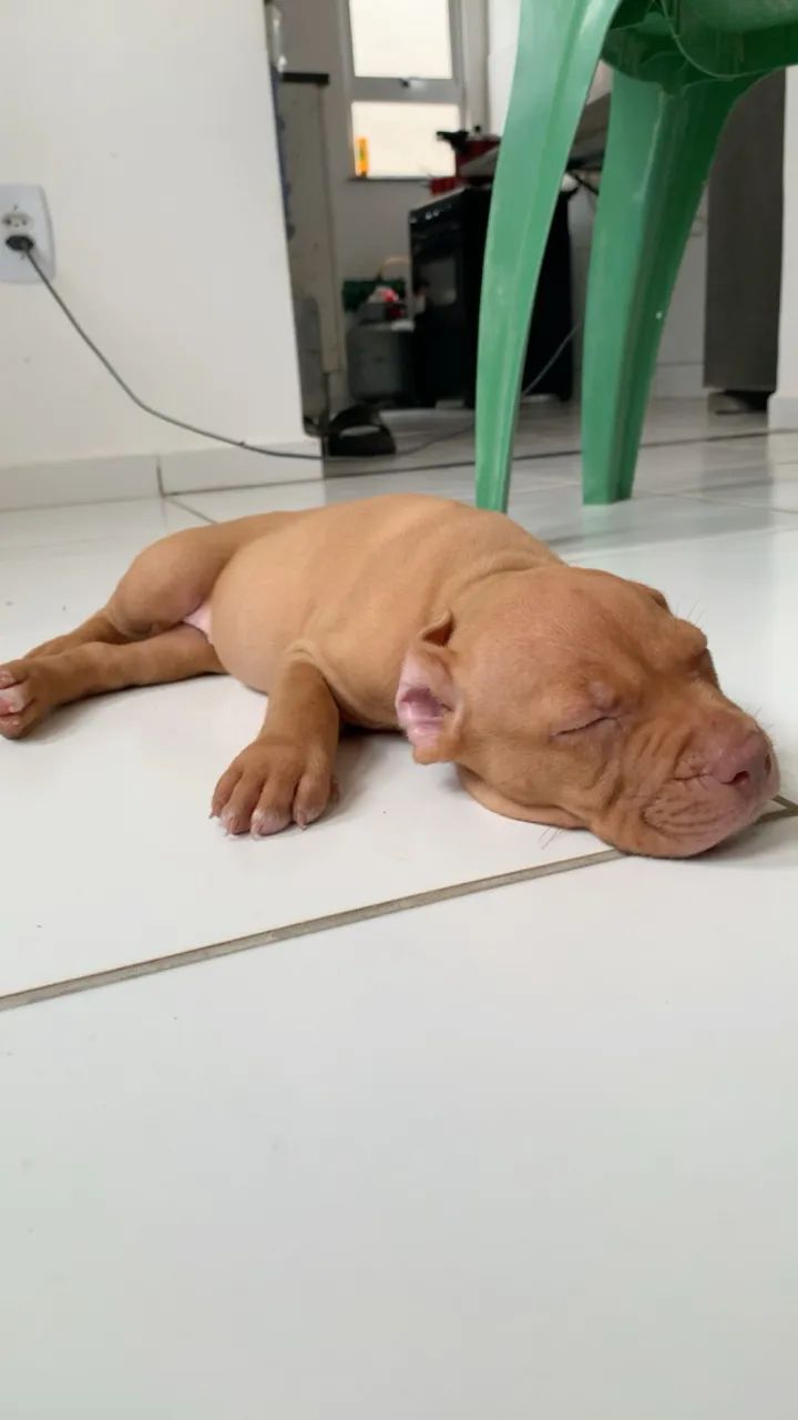 Filhote de pitbull  - Foto 3