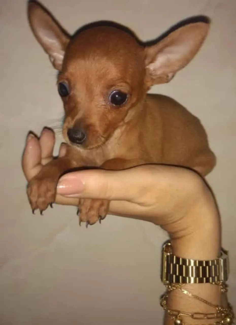 Pinscher macho e fêmea miniatura! - Foto 2