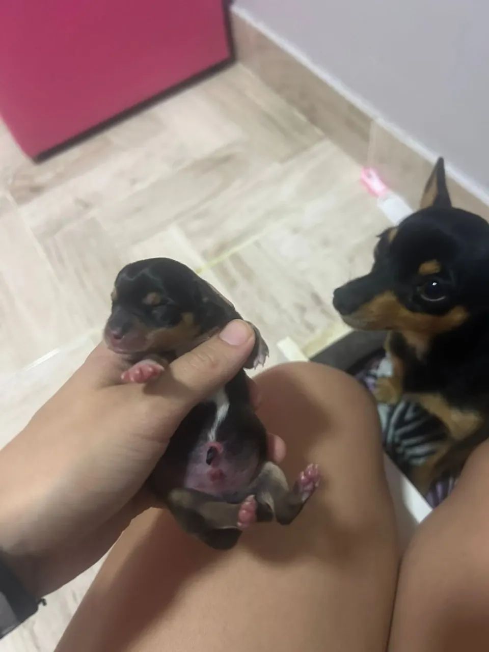 Pinscher fêmea número 0 