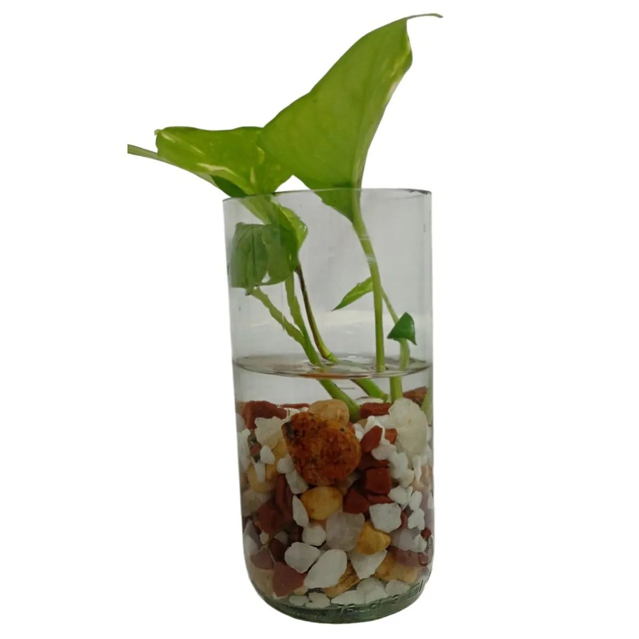 Vaso Eco Raio de Luz - Foto 4