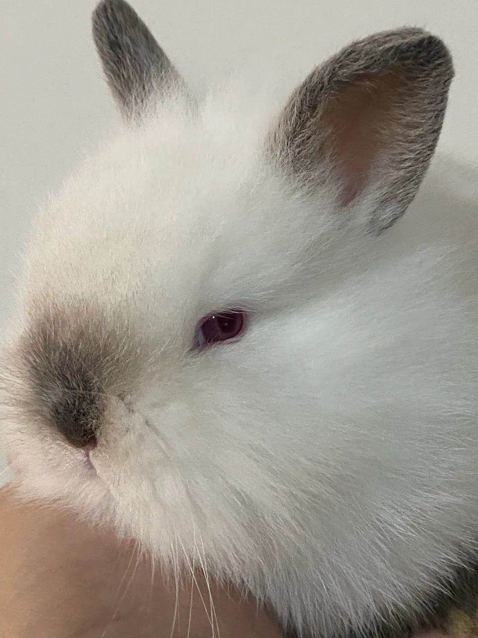 Mini coelho NETHERLAND Dwarf 