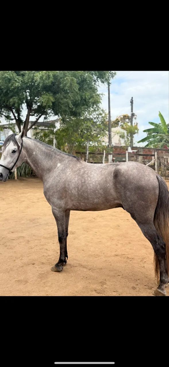 Cavalo mangalarga premiado em pista  - Foto 6