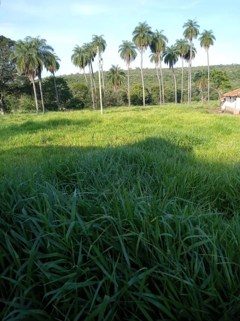 Vendo fazenda 