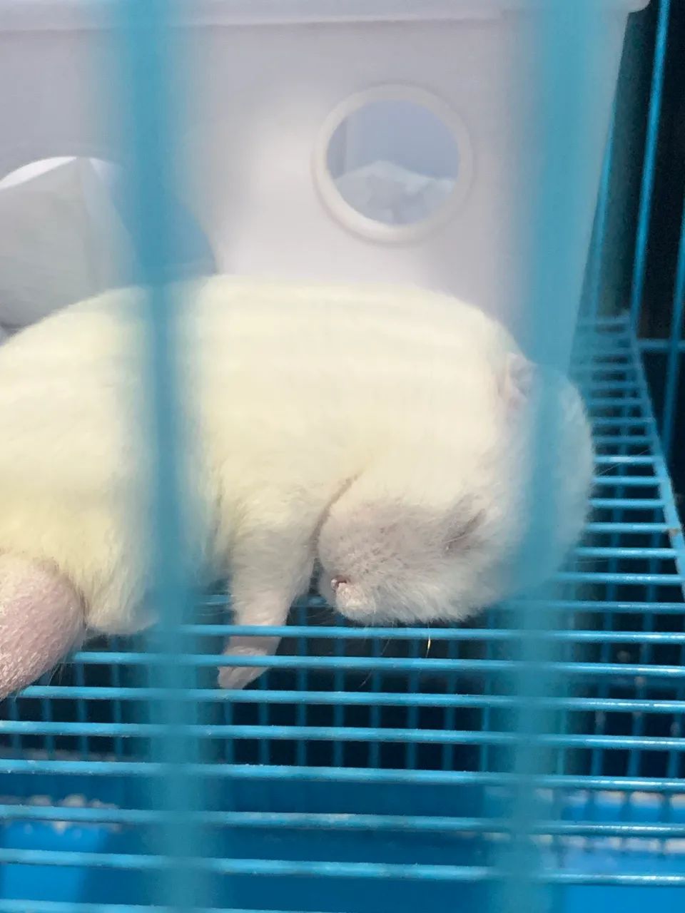 Hamster sírio 65578314924289125