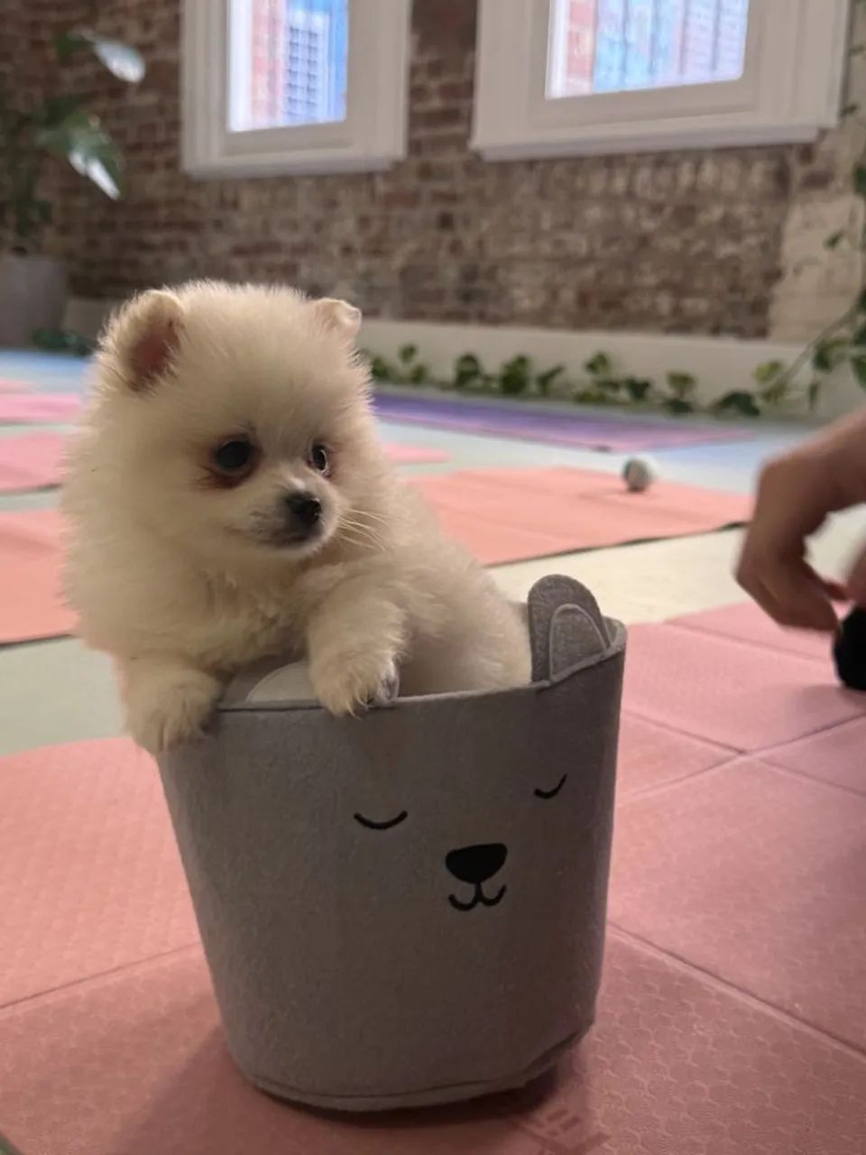 Spitz Alemão Anão 