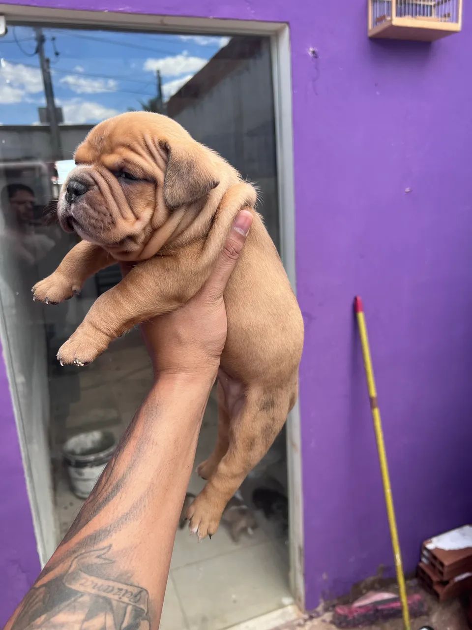 American bully  - Foto 3