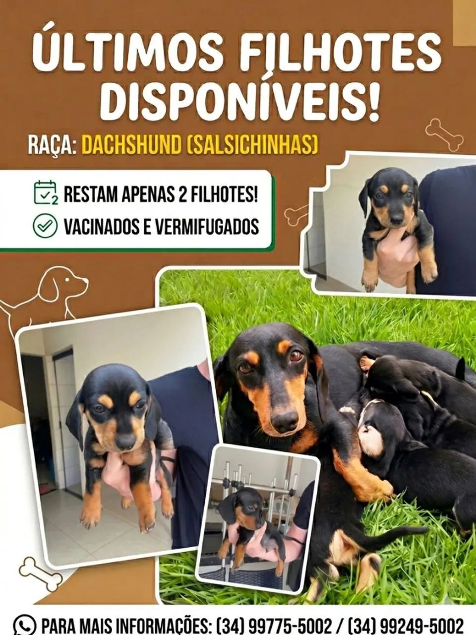 Cachorros Dachshund - 2 ainda disponíveis - Foto 4