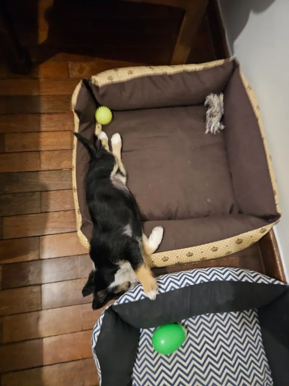 Cachorro  - Foto 5