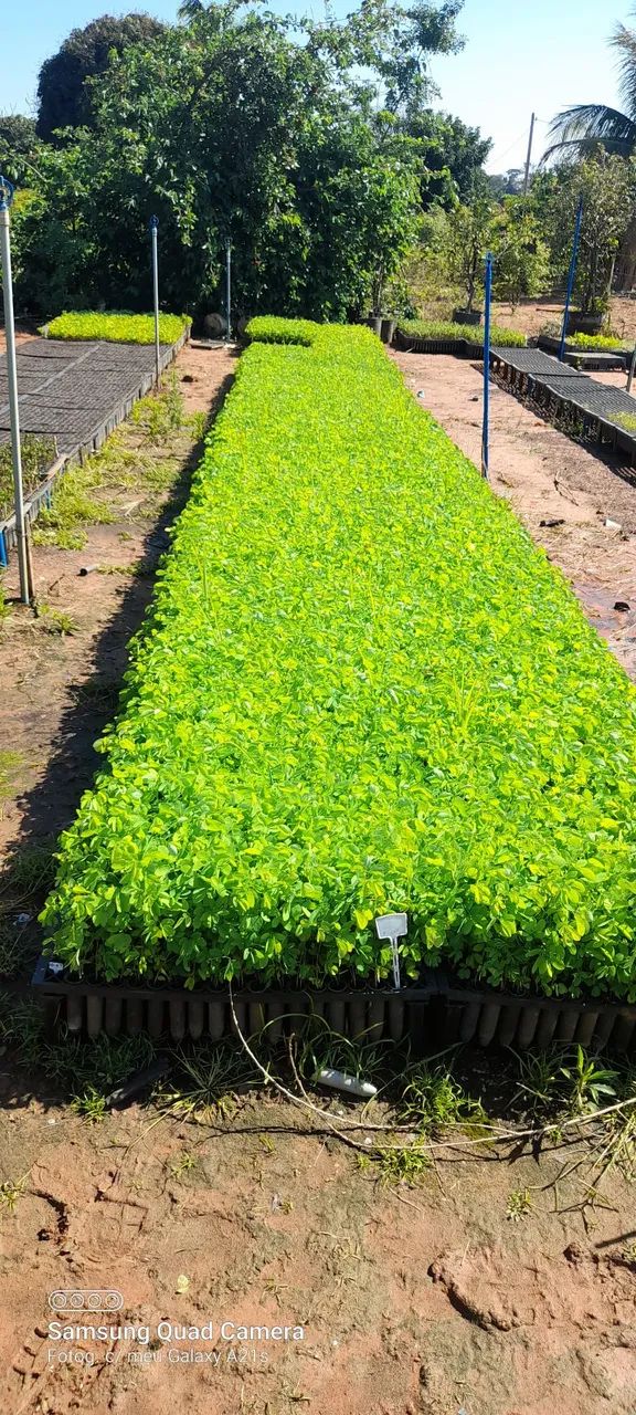 Mudas de Sanção do campo  - Foto 2