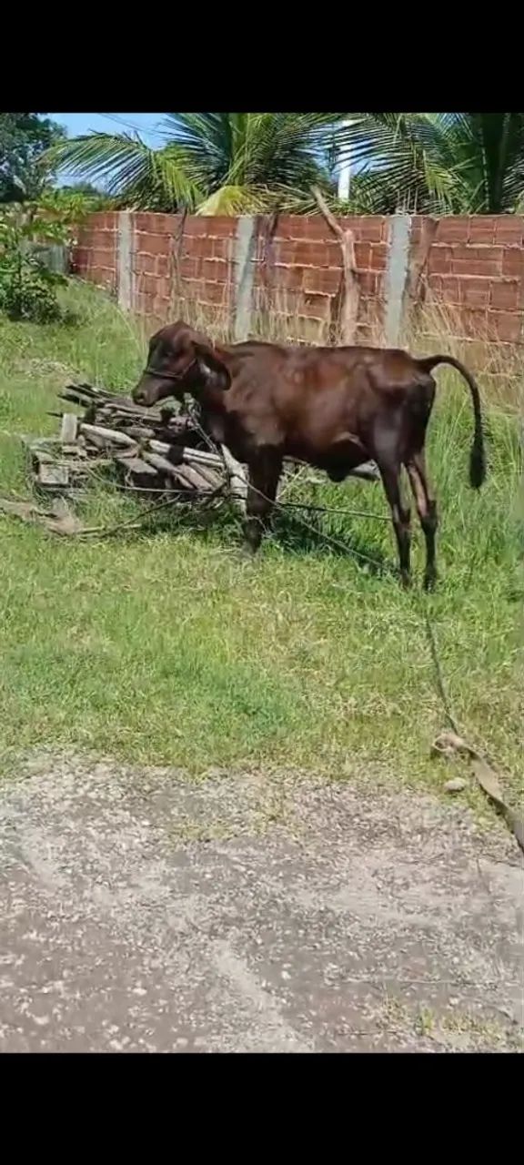 Bezerro - Foto 2